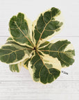Ficus lyrata Variegata