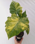 Alocasia Portora Variegata - SALE
