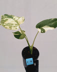 Monstera deliciosa Thai Constellation