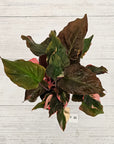 Homalomena rubescens Flaming Red Variegata