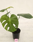 Monstera deliciosa Variegata