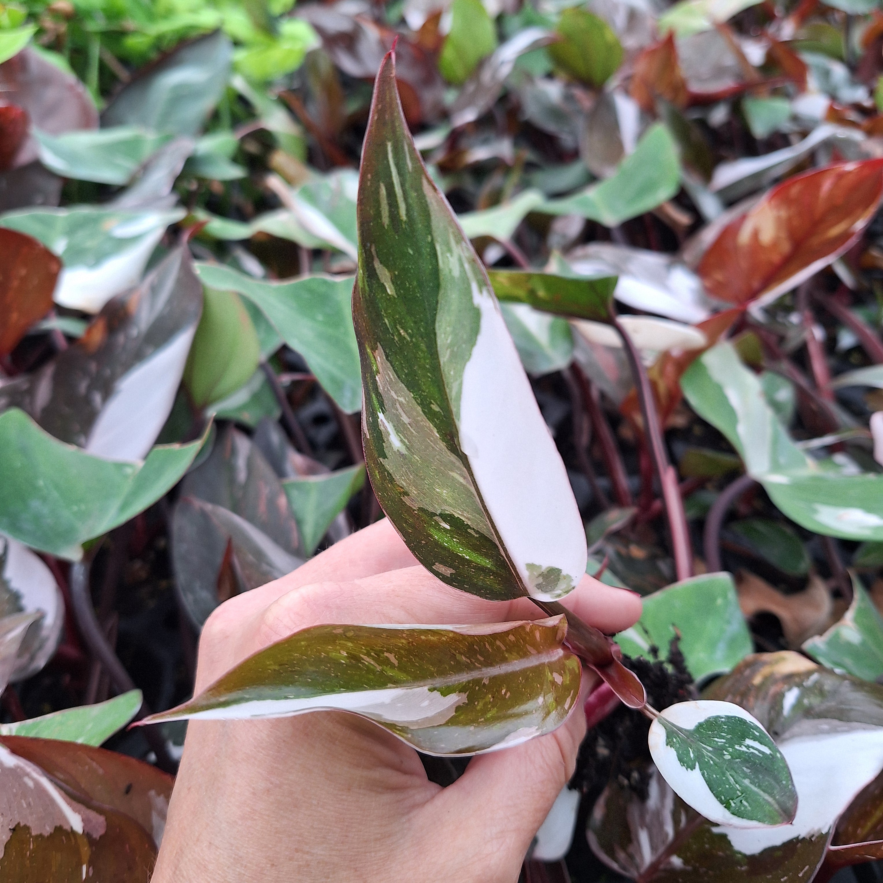 Philodendron erubescens Red Anderson - Bare Bottom Baby
