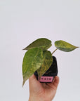 Alocasia ‘wentii’ Variegated