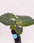 Alocasia macrorrhizos 'plumbea Variegata'