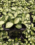 Fittonia verschaffeltii white cloud