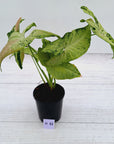 Syngonium podophyllum Confetti Tricolour