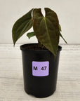 Anthurium 'Black Magic' - sale