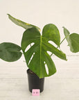 Monstera deliciosa Variegata