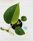 Monstera Deliciosa 'White Monster'