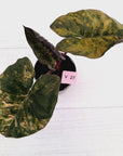 Alocasia macrorrhizos 'plumbea Variegata'- Sale