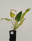 Philodendron 'Whipple Way'