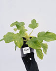 Philodendron warscewiczii Gold Variegata