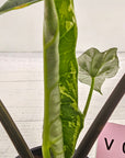 Alocasia ‘Simpo Albo’ Variegata - SALE