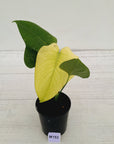Monstera Deliciosa 'Mint' - SALE