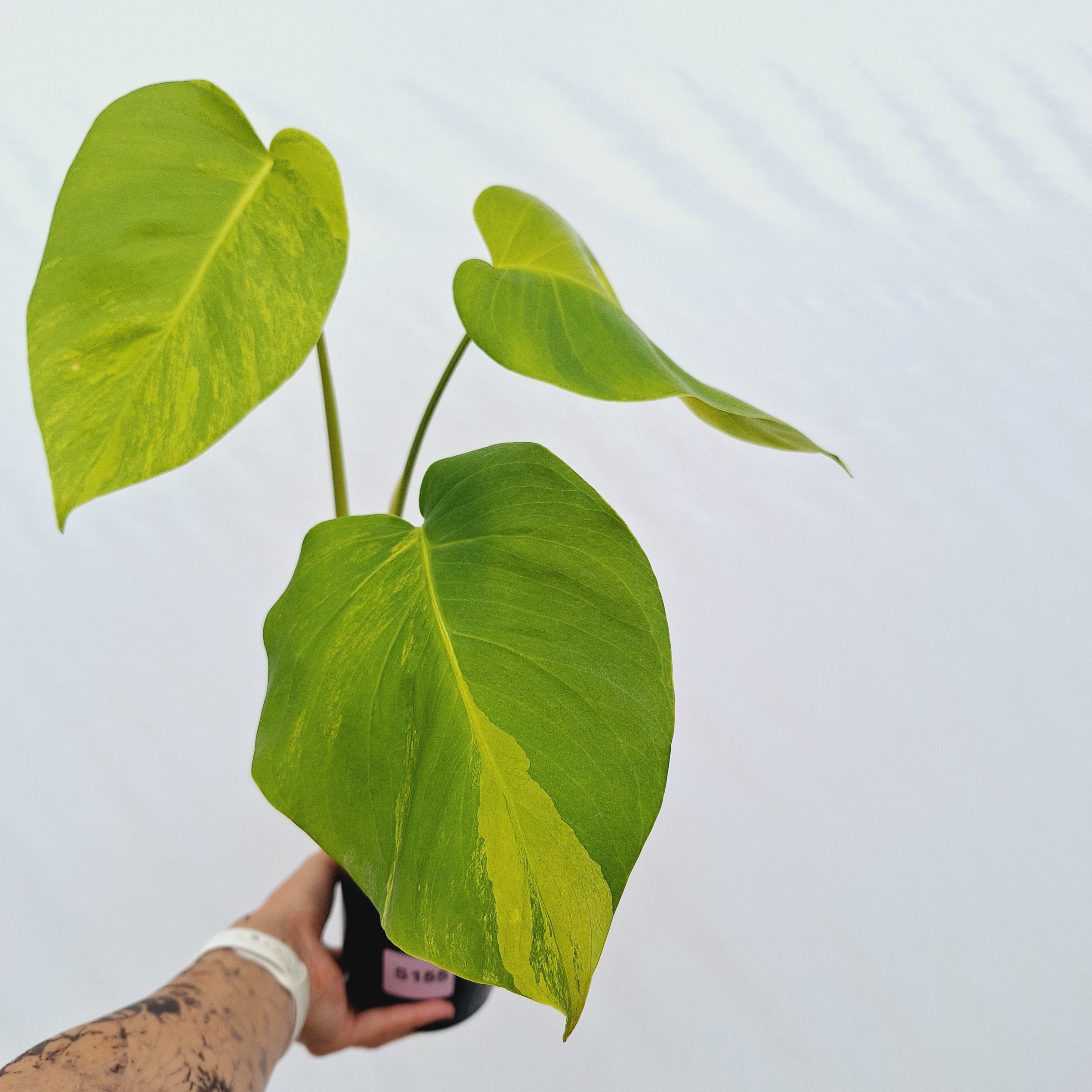 Monstera borsigiana Aurea