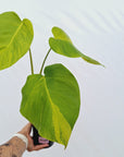 Monstera borsigiana Aurea
