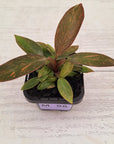 Philodendron 'Orange Princess' 70mm