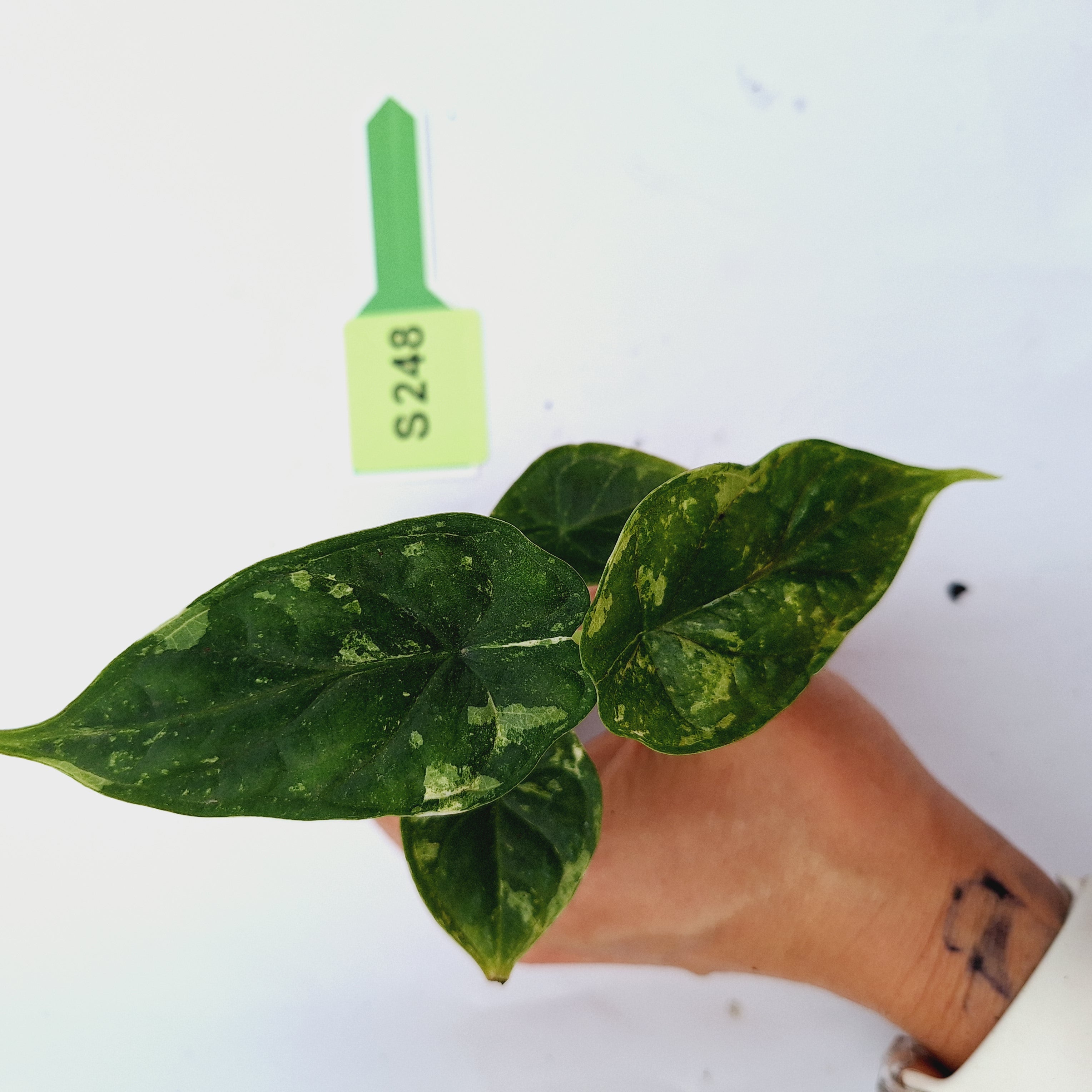 Alocasia Dragon Scale 'Marble' Variegata - Bare Bottom Baby