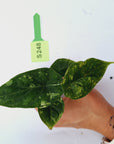 Alocasia Dragon Scale 'Marble' Variegata - Bare Bottom Baby