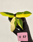 Philodendron pinnatifidum 'Jungle Fever Egg Yolk"