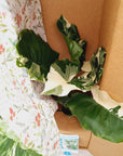 Alocasia Okinawa Silver 125mm Gift Box - Christmas Pre- Order