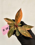Philodendron 'Orange Princess' 70mm
