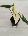 Alocasia ‘Simpo Albo’ Variegata - SALE