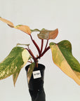 Philodendron erubescens Strawberry Shake - SALE