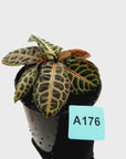Labisia beccarii 'Turtle Back'