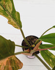 Philodendron serratum 'Caramel Marble'