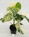 Monstera borsigiana 'Albo'