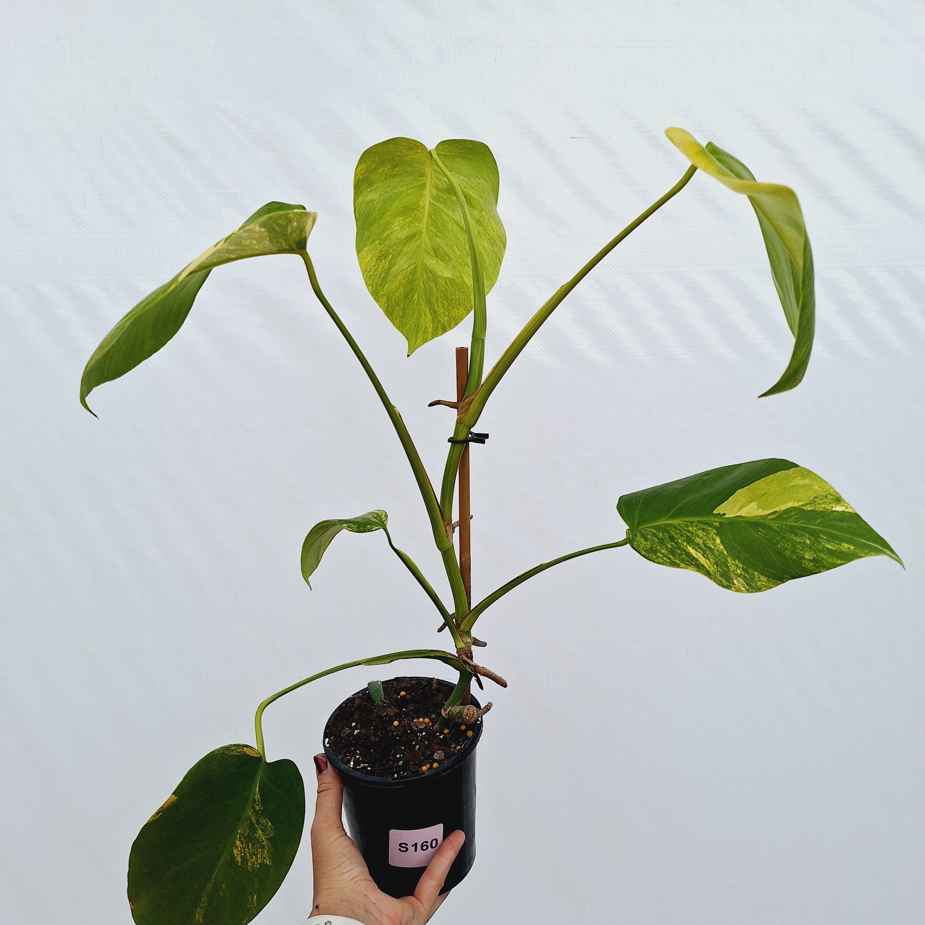 Monstera borsigiana Aurea