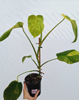 Monstera borsigiana Aurea