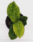 Dieffenbachia maculata 'Reflector' Variegata