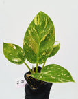 Philodendron Green Congo Variegata (Nuclear)