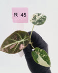 Alocasia reginula 'Black Velvet variegata' - Bare Bottom Baby