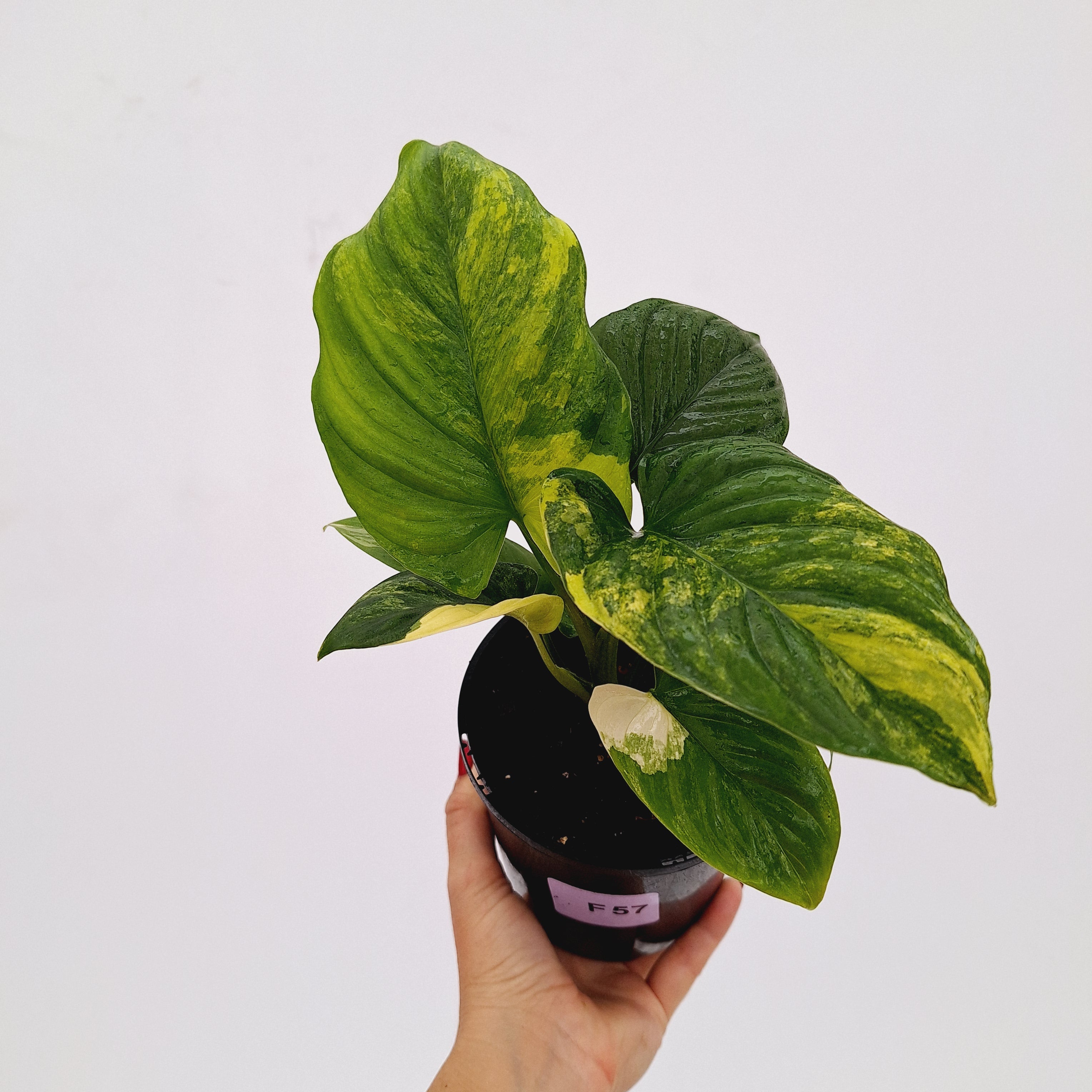 Homalomena rubescens Variegata