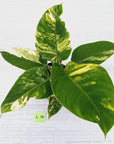 Philodendron imperial green variegata