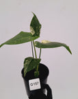 Monstera Deliciosa 'Mint'