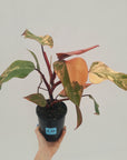 Philodendron erubescens Strawberry Shake - SALE