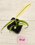Epipremnum amplissimum variegata 'Albo'