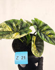 Alocasia sinuata Variegata