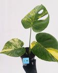Monstera deliciosa Aurea 'Yellow Marilyn'