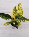 Philodendron imperial green variegata