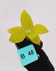 Homalomena rubescens Golden Hibiscus’ SALE