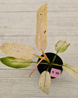 Philodendron 'Whipple Way' SALE