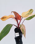 Philodendron erubescens Strawberry Shake - SALE
