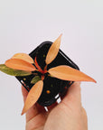 Philodendron 'Orange Princess'