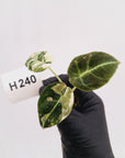 Alocasia reginula 'Black Velvet variegata'- Bare Bottom Baby