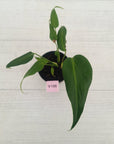 Monstera 'Burle Marx's Flame'